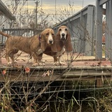 Entry image for Ellie and Lola 