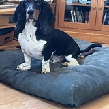 Entry image for Roscoe