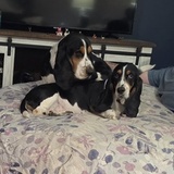Entry image for Pudge, OBHR Alumni Droopy, and Daisy