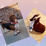 Entry image for Poppy and Redford