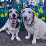 Entry image for Maybell and Frank
