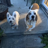 Entry image for Daisy Lou
