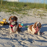 Entry image for Hank, Ducky, and Roxie
