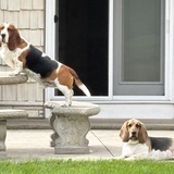 Entry image for Moose (OBHR Alum) and Chesney