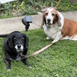 Entry image for Rosie and Charley