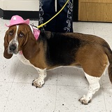 Entry image for Dixie 