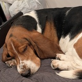 Entry image for Roscoe