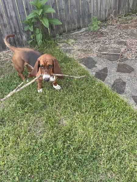 Entry image for Huey . Clicking this image will show a larger photo