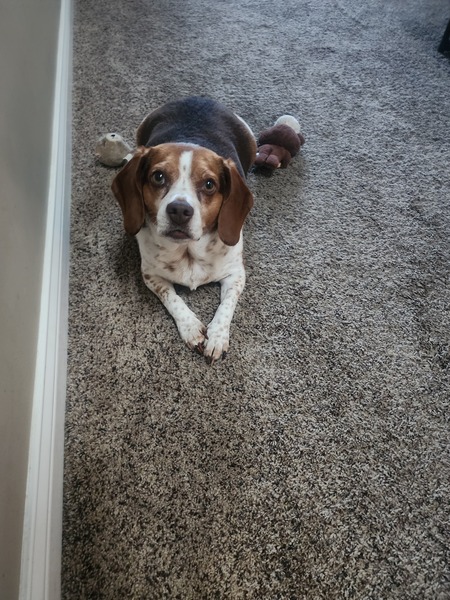 Entry image for Finn . Clicking this image will show a larger photo