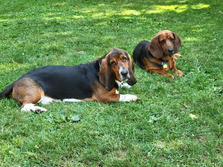 Entry image for Rudy & Oliver. Clicking this image will show a larger photo