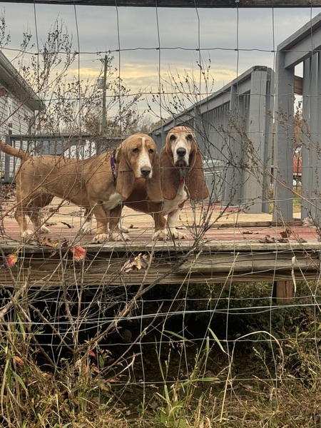 Entry image for Ellie and Lola . Clicking this image will show a larger photo