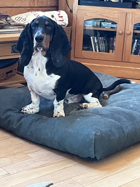 Entry image for Roscoe. Clicking this image will show a larger photo
