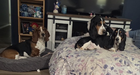 Entry image for Pudge, OBHR Alumni Droopy, and Daisy. Clicking this image will show a larger photo