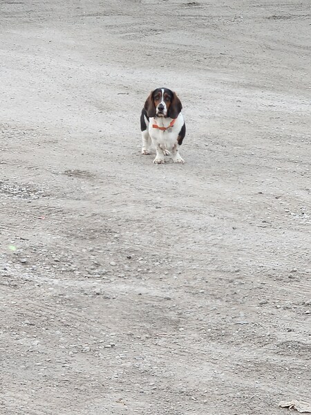 Entry image for Moose. Clicking this image will show a larger photo