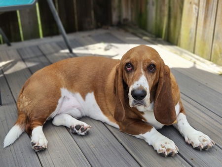 Entry image for Duke . Clicking this image will show a larger photo