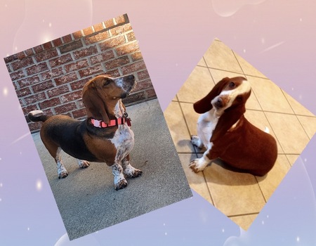 Entry image for Poppy and Redford. Clicking this image will show a larger photo