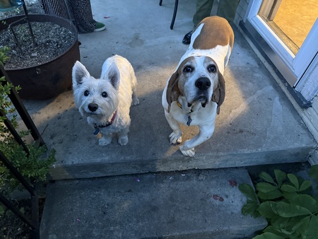 Entry image for Daisy Lou. Clicking this image will show a larger photo