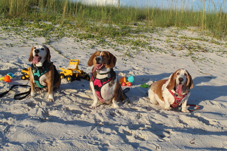 Entry image for Hank, Ducky, and Roxie. Clicking this image will show a larger photo
