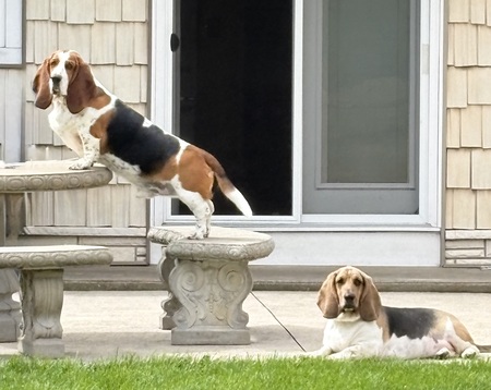 Entry image for Moose (OBHR Alum) and Chesney. Clicking this image will show a larger photo
