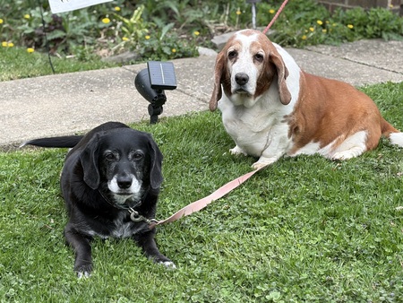 Entry image for Rosie and Charley. Clicking this image will show a larger photo