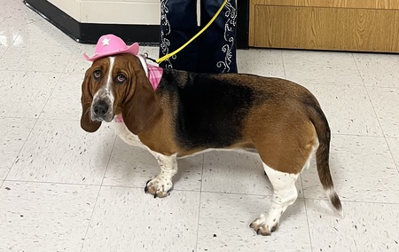 Entry image for Dixie . Clicking this image will show a larger photo