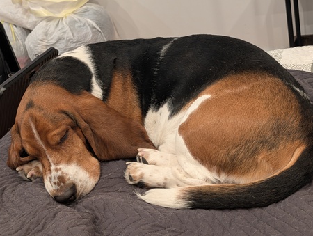 Entry image for Roscoe. Clicking this image will show a larger photo
