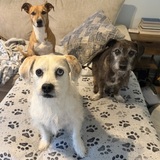 Entry image for Fiona, Daisy and Huston