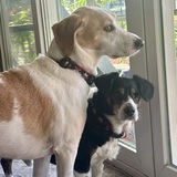 Entry image for Ralphie and Phil
