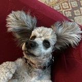 Entry image for Barbie