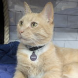 Entry image for Purrseus