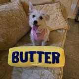 Entry image for Madame Scruffles 