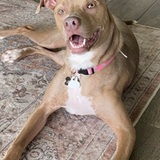 Entry image for Nala