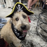 Entry image for Marley