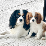Entry image for Cleo & Zoey