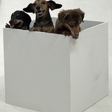 Entry image for Mickey, Freddy and Bailey