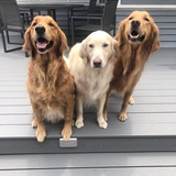 Entry image for Remi, Dakota2 & Roxy