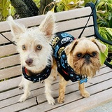 Entry image for Ziggy & Grumpy