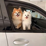 Entry image for Iris and Lily