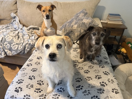 Entry image for Fiona, Daisy and Huston. Clicking this image will show a larger photo
