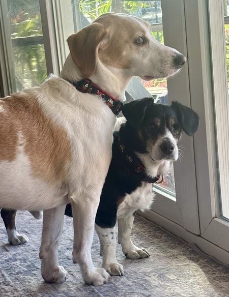 Entry image for Ralphie and Phil. Clicking this image will show a larger photo