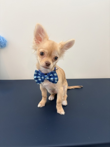 Entry image for Archie . Clicking this image will show a larger photo
