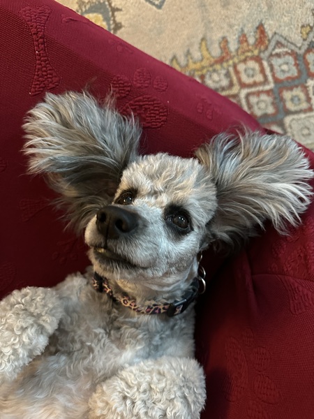 Entry image for Barbie. Clicking this image will show a larger photo