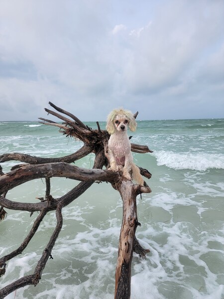 Entry image for Rudy. Clicking this image will show a larger photo