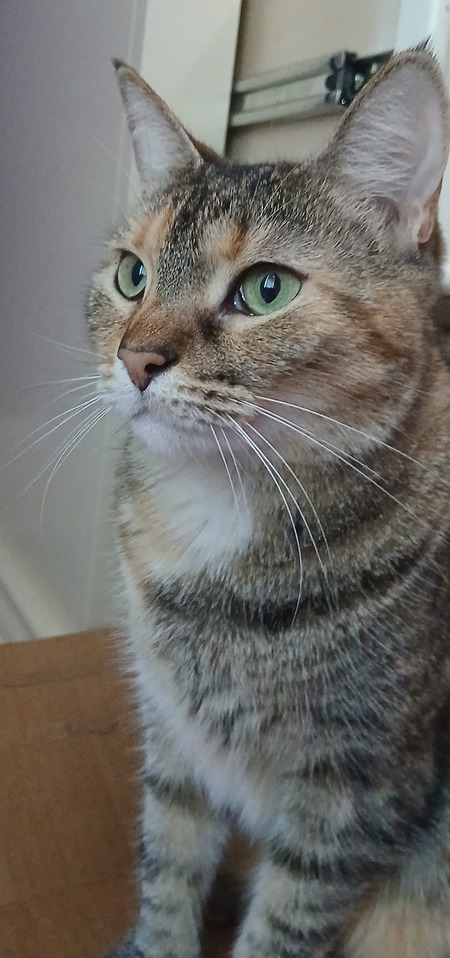 Entry image for Piper. Clicking this image will show a larger photo