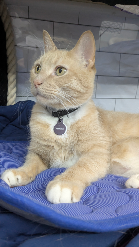 Entry image for Purrseus. Clicking this image will show a larger photo