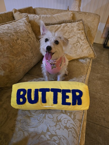 Entry image for Madame Scruffles . Clicking this image will show a larger photo