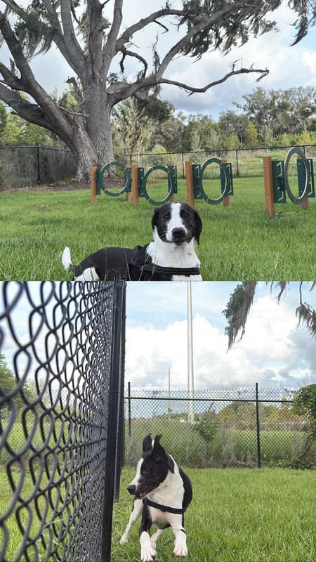 Entry image for Kilo . Clicking this image will show a larger photo