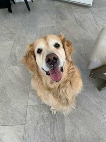 Entry image for Lola. Clicking this image will show a larger photo