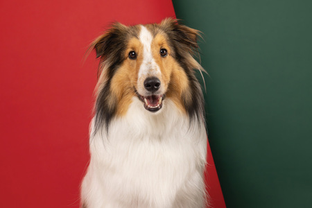 Entry image for Marlie. Clicking this image will show a larger photo