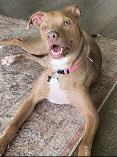 Entry image for Nala. Clicking this image will show a larger photo